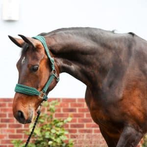 Stellar Style Headcollar